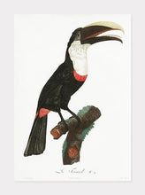 Indlæs billede til gallerivisning toco toucan  |  JACQUES BARRABAND - decoARTE
