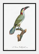 aracari  |  JACQUES BARRABAND - decoARTE