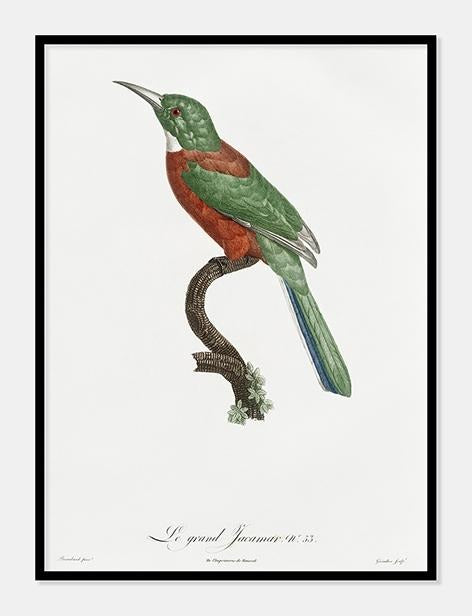 glansfugl  |  JACQUES BARRABAND - decoARTE