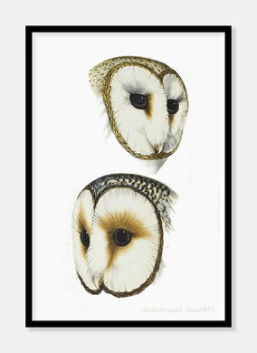 ugle  |  ELIZABETH GOULD - decoARTE