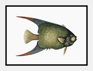 englefisk  |  MARK CATESBY - decoARTE
