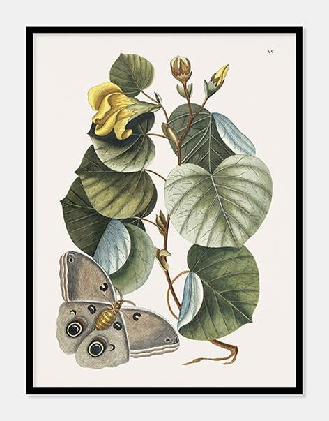 ketmiatræ  |  MARK CATESBY - decoARTE