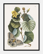 ketmiatræ  |  MARK CATESBY - decoARTE