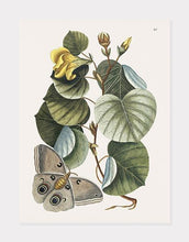 Indlæs billede til gallerivisning ketmiatræ  |  MARK CATESBY - decoARTE
