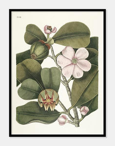balsatræ  |  MARK CATESBY - decoARTE