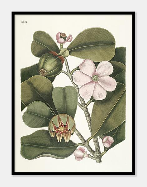 balsatræ  |  MARK CATESBY - decoARTE