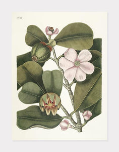 balsatræ  |  MARK CATESBY - decoARTE
