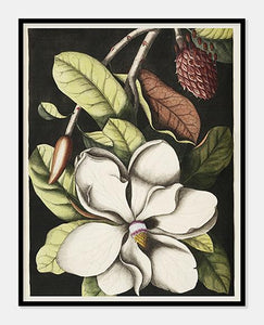 laurbærtræ  |  MARK CATESBY - decoARTE