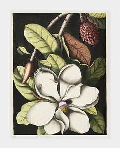 laurbærtræ  |  MARK CATESBY - decoARTE