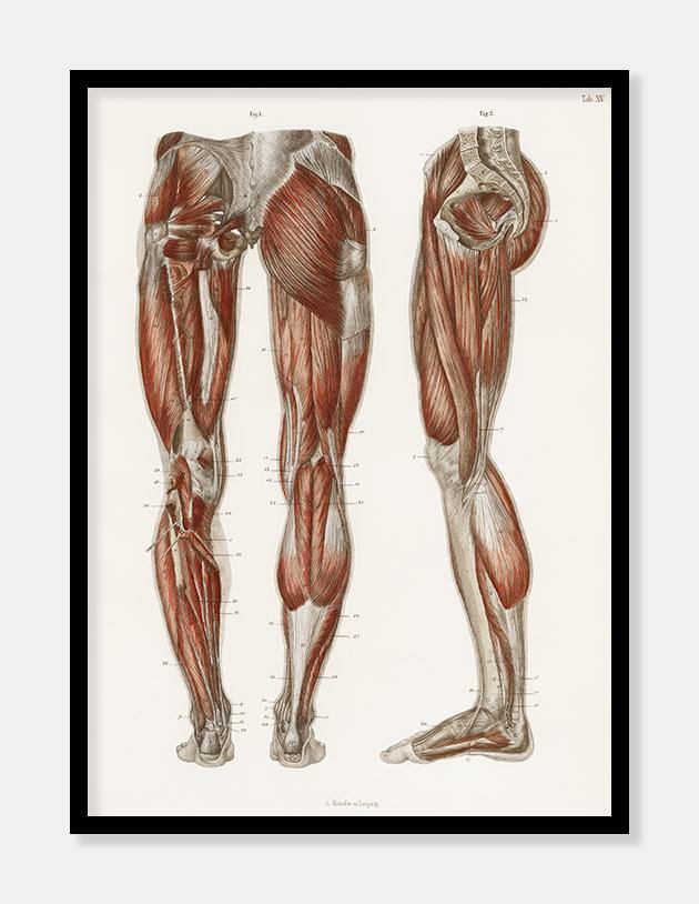 anatomiplakat af menneskeben  |  ERNST HAECKEL - decoARTE