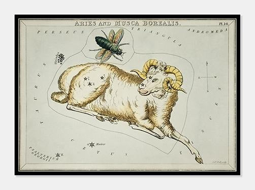 stjernebillederne vædderen og fluen, aries og musca  |  SIDNEY HALL - decoARTE