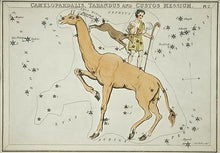 Indlæs billede til gallerivisning stjernebilledet giraffen  |  SIDNEY HALL - decoARTE
