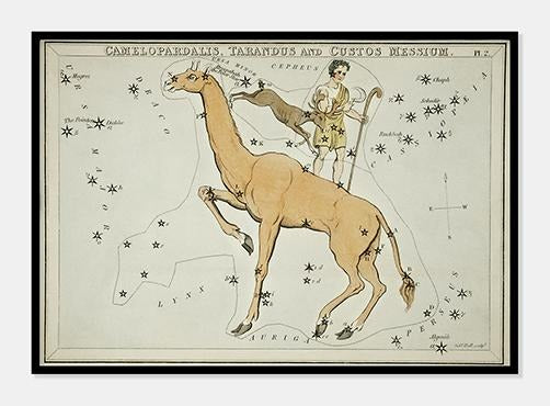 stjernebilledet giraffen  |  SIDNEY HALL - decoARTE