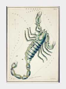 stjernebilledet skorpionen  |  SIDNEY HALL - decoARTE