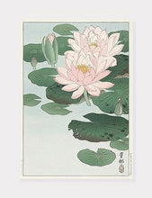 Indlæs billede til gallerivisning åkander  |  OHARA KOSON  |  DECOARTE - decoARTE
