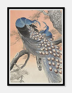 påfugle  |  OHARA KOSON  |  DECOARTE - decoARTE