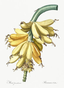 bananer  |  PIERRE-JOSEPH REDOUTÉ - decoARTE