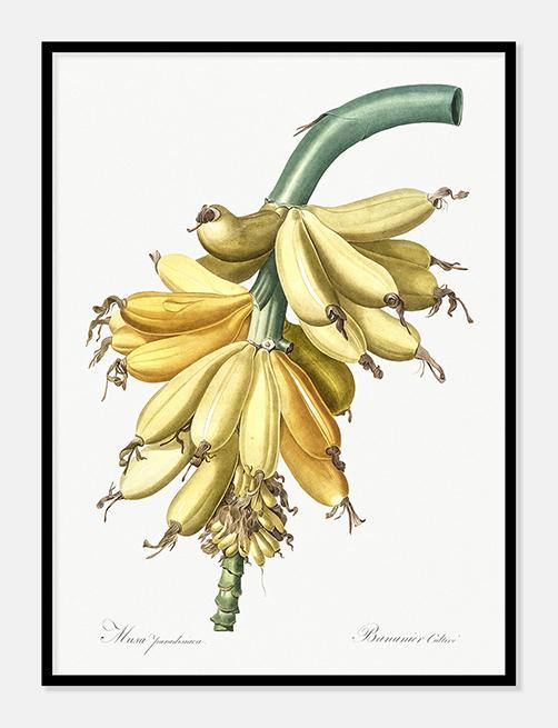 bananer  |  PIERRE-JOSEPH REDOUTÉ - decoARTE
