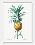 ananas  |  PIERRE-JOSEPH REDOUTÉ - decoARTE