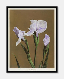 iris  |  OGAWA KAZUMASA - decoARTE