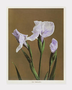 iris  |  OGAWA KAZUMASA - decoARTE