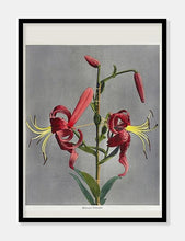 Indlæs billede til gallerivisning lilje  |  OGAWA KAZUMASA - decoARTE
