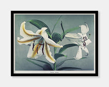 Indlæs billede til gallerivisning liljer  |  OGAWA KAZUMASA - decoARTE
