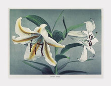 Indlæs billede til gallerivisning liljer  |  OGAWA KAZUMASA - decoARTE
