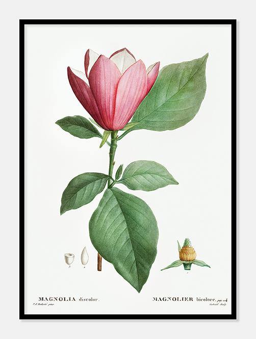 rød magnolia  |  PIERRE-JOSEPH REDOUTÉ - decoARTE