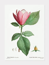 Indlæs billede til gallerivisning rød magnolia  |  PIERRE-JOSEPH REDOUTÉ - decoARTE

