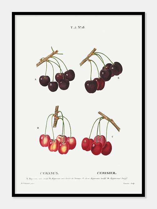 kirsebær  |  PIERRE-JOSEPH REDOUTÉ - decoARTE