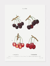 Indlæs billede til gallerivisning kirsebær  |  PIERRE-JOSEPH REDOUTÉ - decoARTE

