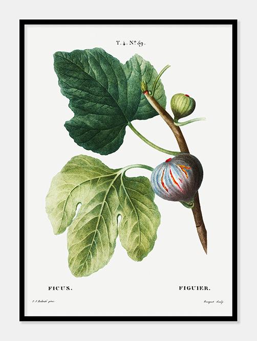 figen  |  PIERRE-JOSEPH REDOUTÉ - decoARTE