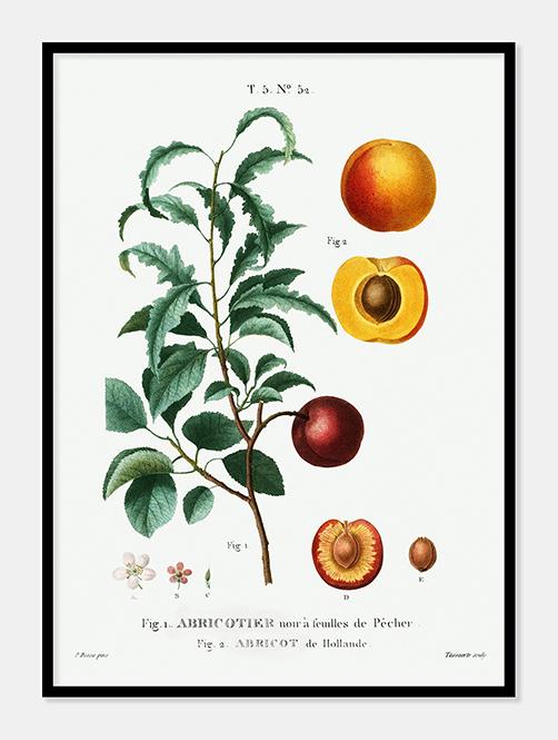 abrikos  |  PIERRE-JOSEPH REDOUTÉ - decoARTE