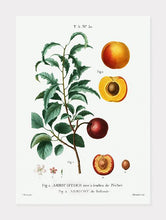 Indlæs billede til gallerivisning abrikos  |  PIERRE-JOSEPH REDOUTÉ - decoARTE
