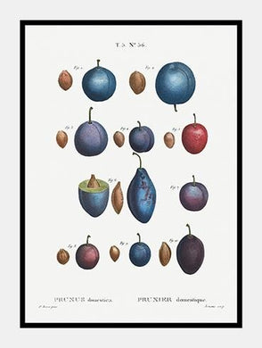 blommer  |  PIERRE-JOSEPH REDOUTÉ - decoARTE