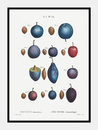 blommer  |  PIERRE-JOSEPH REDOUTÉ - decoARTE
