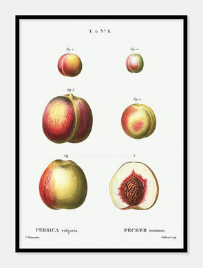 nektariner  |  PIERRE-JOSEPH REDOUTÉ - decoARTE