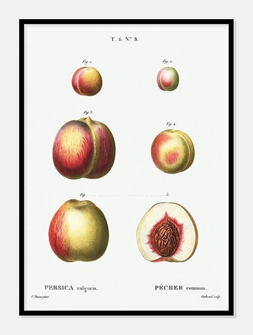 nektariner  |  PIERRE-JOSEPH REDOUTÉ - decoARTE