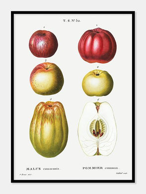 æbler  |  PIERRE-JOSEPH REDOUTÉ - decoARTE