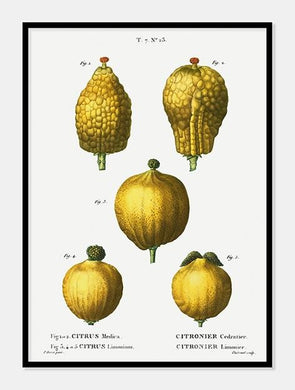 citroner  |  PIERRE-JOSEPH REDOUTÉ - decoARTE