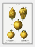 citroner  |  PIERRE-JOSEPH REDOUTÉ - decoARTE
