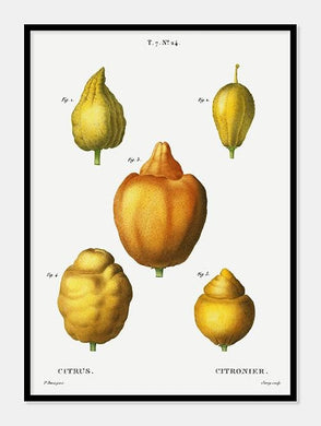 citroner  |  PIERRE-JOSEPH REDOUTÉ - decoARTE