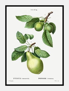 pære  |  PIERRE-JOSEPH REDOUTÉ - decoARTE