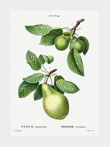 pære  |  PIERRE-JOSEPH REDOUTÉ - decoARTE