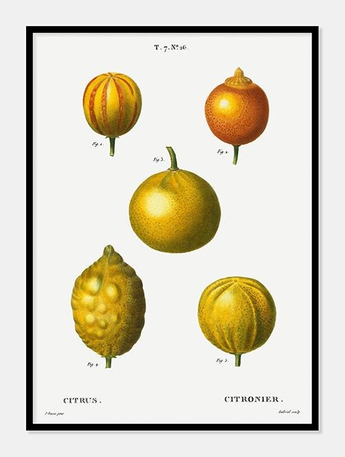 citrusfrugter  |  PIERRE-JOSEPH REDOUTÉ - decoARTE