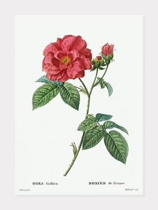 fransk rose  |  ROSA GALLICA  |  PIERRE-JOSEPH REDOUTÉ - decoARTE