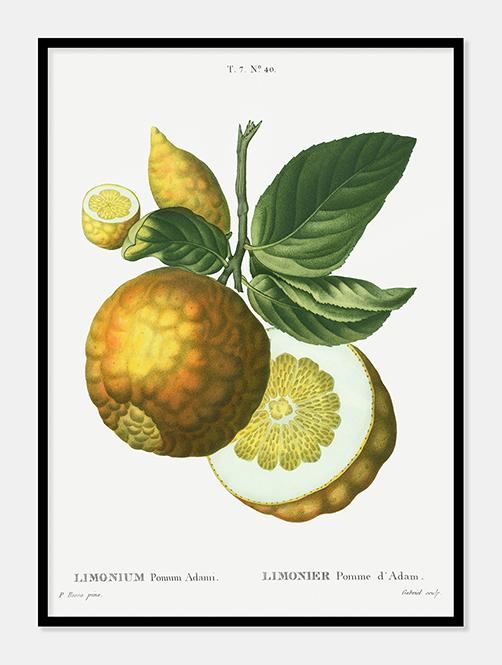 citrusfrugt  |  PIERRE-JOSEPH REDOUTÉ - decoARTE
