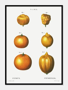 appelsiner  |  PIERRE-JOSEPH REDOUTÉ - decoARTE