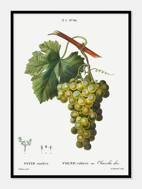 vindruer  |  PIERRE-JOSEPH REDOUTÉ - decoARTE